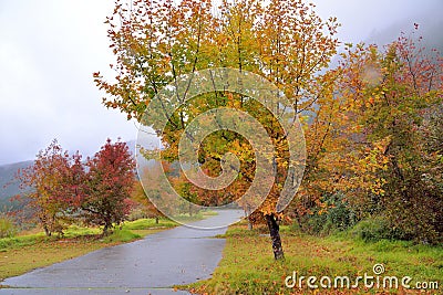 Formosan Sweet Gumã€Fragrant Mapleã€Beautiful Sweetgum Stock Photo